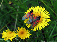 Zygaena viciae - New Forest Burnet