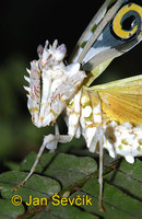 Pseudocreobotra wahlbergii