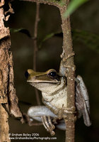 Bromiliad Tree Frog - Osteocephalus sp.