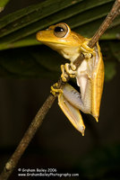 Spotted-thighed Tree Frog - Hyla faciata