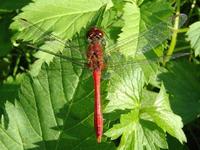 Sympetrum sanguineum - Ruddy Darter