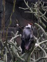 Image of: Cercocebus torquatus (red-capped mangabey)