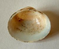 Sphaerium rivicola