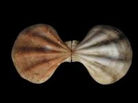 Pseudamussium clavatum