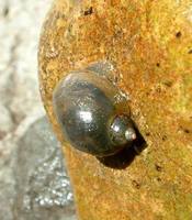 Radix peregra - Wandering Pond Snail