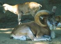 Image of: Ovis aries vignei (urial)