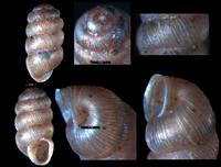 Truncatellina cylindrica