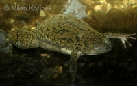 Xenopus laevis - African Clawed Frog