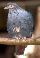 Alectroenas madagascariensis - Madagascar Blue-Pigeon