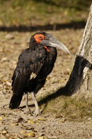 Bucorvus leadbeateri - Southern Ground Hornbill