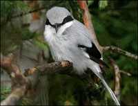 Lanius excubitor - Great Grey Shrike