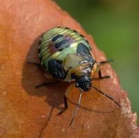 Image of: Pentatomidae (stink bugs and terrestrial turtle bugs)