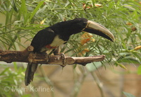 Pteroglossus aracari - Black-necked Aracari