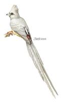 Image of: colius colius (white-backed mousebird)