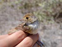 Image of: Euscarthmus meloryphus (tawny-crowned pygmy tyrant)