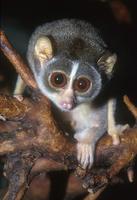 Loris tardigradus - Slender Loris