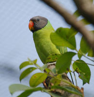 Image of: Psittacula finschii (grey-headed parakeet)