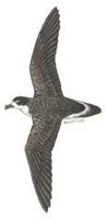 Image of: Pterodroma cahow (Bermuda petrel)