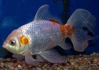 Image of: Carassius auratus (goldfish)