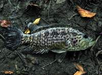 Parachromis managuensis - Aztec Cichlid