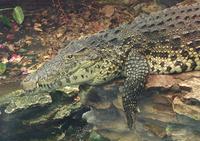 Image of: Crocodylus rhombifer (Cuban crocodile)