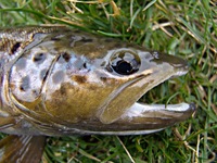 Salmo trutta fario - Brown Trout