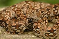 Acrantophis dumerili - Dumeril's Boa