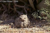 Sykes's Nightjar - Caprimulgus mahrattensis