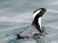 Japanese Murrelet - Synthliboramphus wumizusume