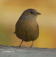 Streaked Laughingthrush - Garrulax lineatus