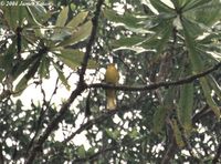 Golden Bulbul - Thapsinillas affinis