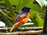 Scarlet Minivet - Pericrocotus flammeus