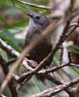 Pale-throated Wren Babbler - Spelaeornis kinneari