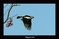 Magpie Lark