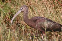 Glossy Ibis - Plegadis falcinellus