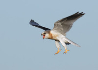 White-tailed Kite (Elanus leucurus) photo