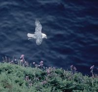 Northern Fulmar (Fulmarus glacialis) photo