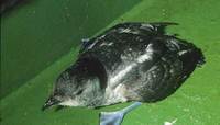 South Georgian Diving-Petrel (Pelecanoides georgicus) photo