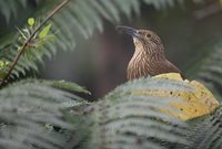 Strong-billed Woodcreeper (Xiphocolaptes promeropirhynchus) photo