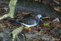 Bar-shouldered Dove - Geopelia humeralis