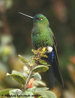 Sapphire-vented Puffleg - Eriocnemis luciani