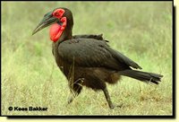 Southern Ground-Hornbill - Bucorvus leadbeateri