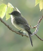 Eastern Phoebe - Sayornis phoebe