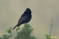 Velvety Black-Tyrant - Knipolegus nigerrimus