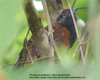 Black-throated Wren - Thryothorus atrogularis