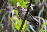 Maranon Thrush - Turdus maranonicus