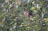 Marsh Warbler - Acrocephalus palustris