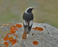 White-winged Redstart - Phoenicurus erythrogaster