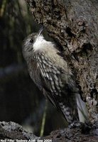 White-throated Treecreeper - Cormobates leucophaeus