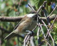 Chestnut-backed Chickadee - Poecile rufescens